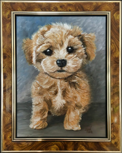 Maltipoo (Maltipu) - 2018